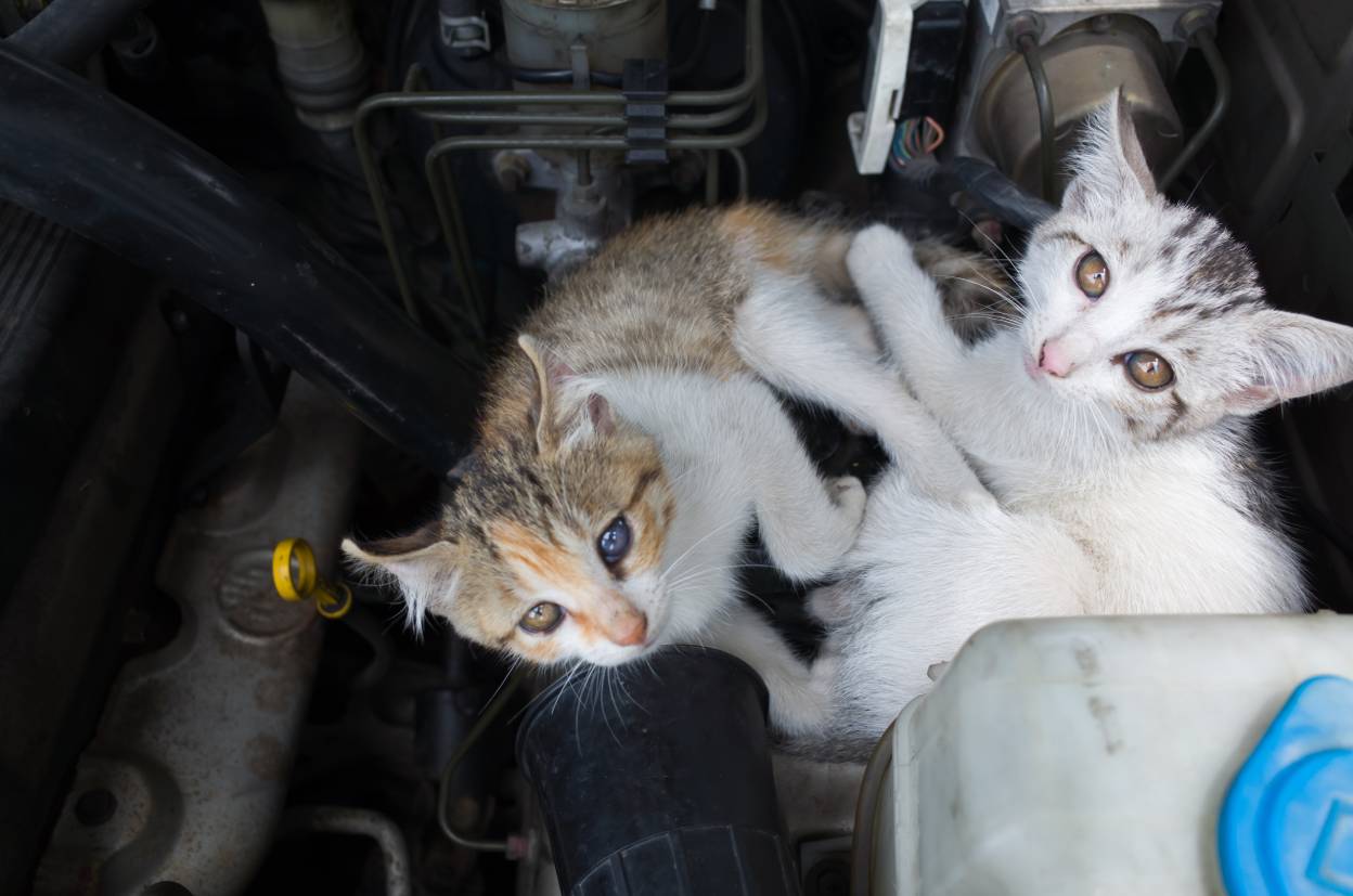 cat sleep at the engine of a car