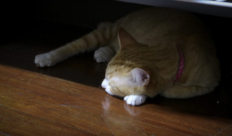 cat sleeping in the dark