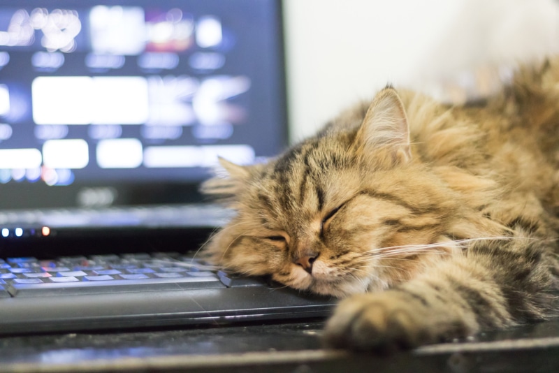 cat sleeping on laptop on a desk