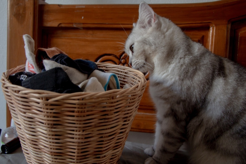 cat smelling dirty laundry