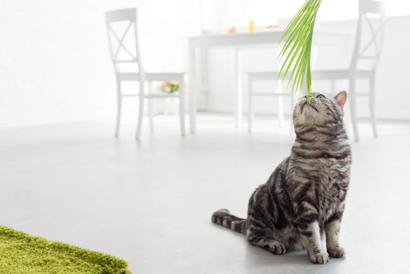 cat sniffing palm leaves at home