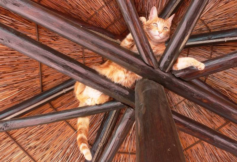 cat stuck in rafter