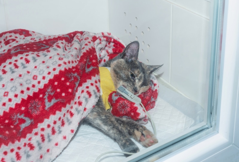cat undergoing a therapeutic treatment in an oxygen chamber