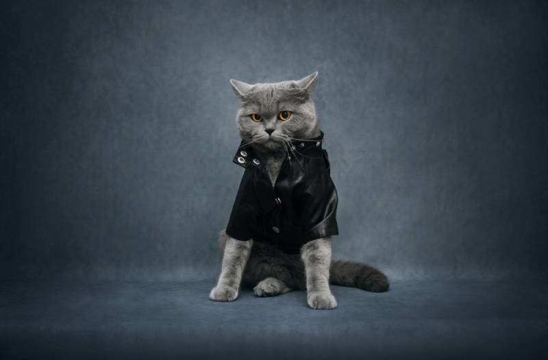 cat wearing a black leather costume