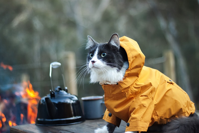 cat wearing yellow hoodie goes camping