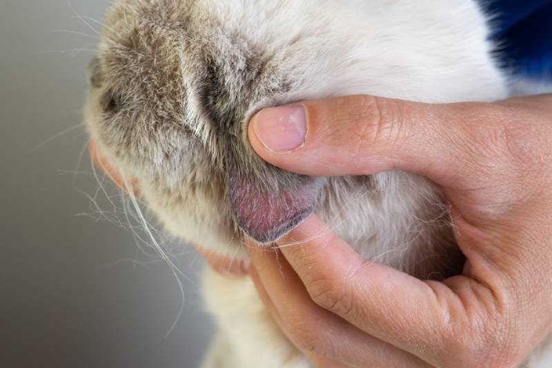 cat with a red sore behind its ear