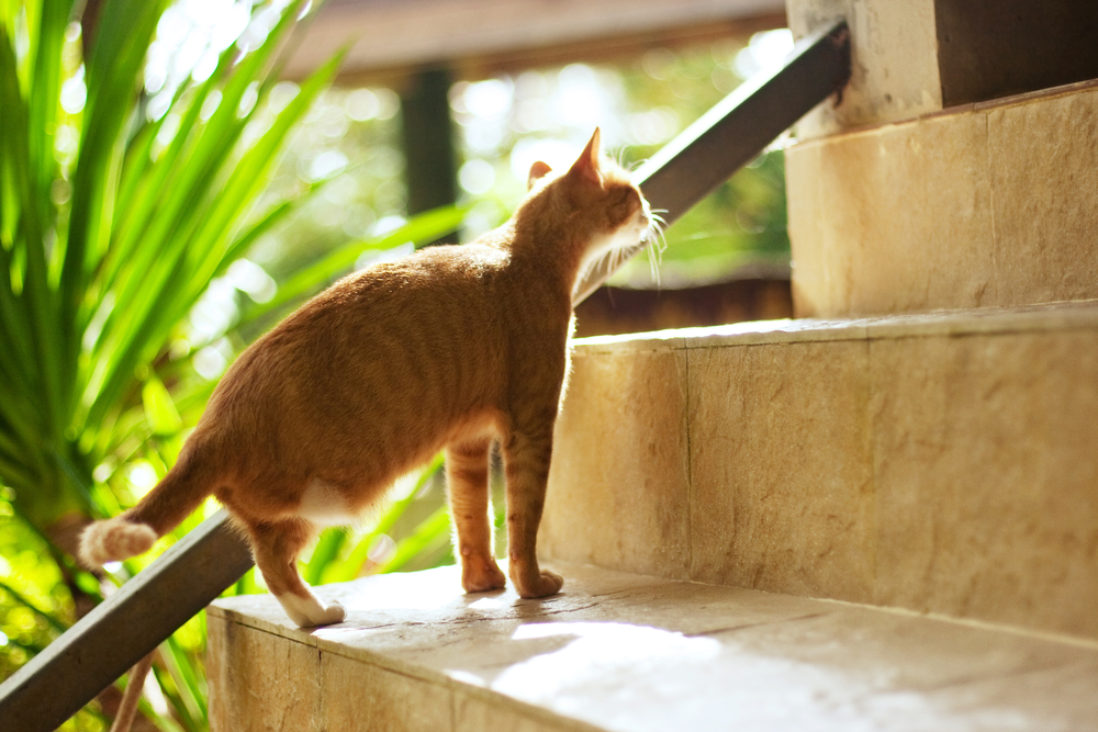 cat with amputated paw