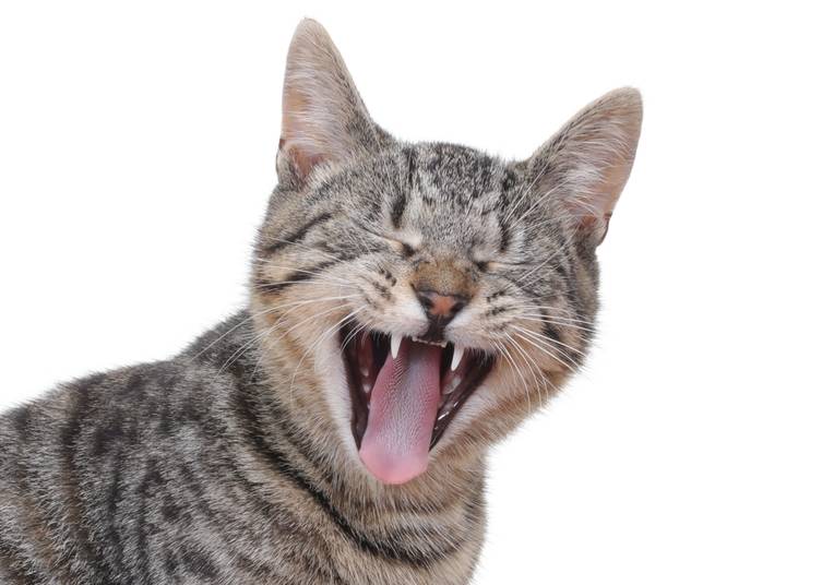 cat with eyes closed and tongue out