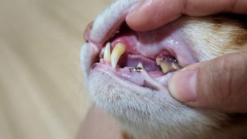 cat with pale gums