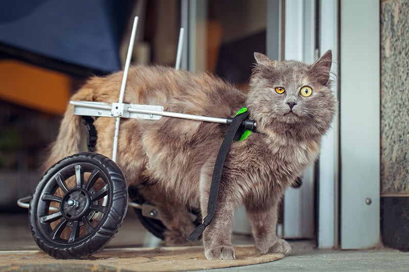 cat with weelchair