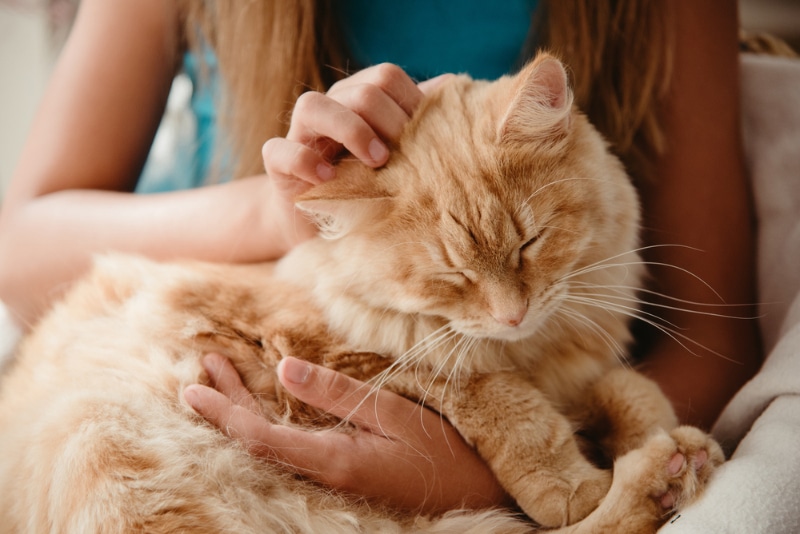 child petting the cat on her lap