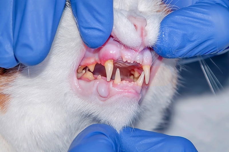 close up examining cat's mouth with swollen gums