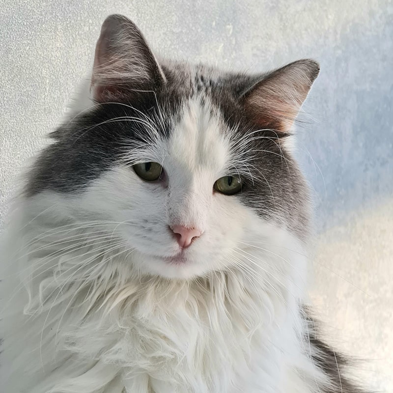 close up maine coon ragdoll mix cat