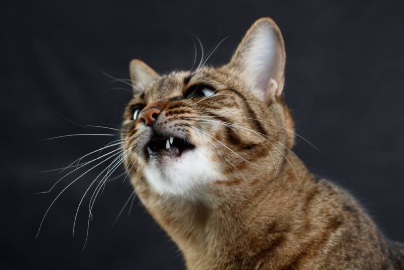 close up of a cat snarling