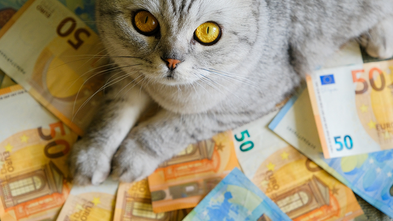 close-up of a cat with euro banknotes money