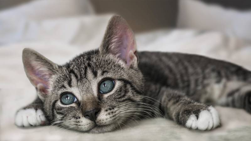 close up of a cute kitten