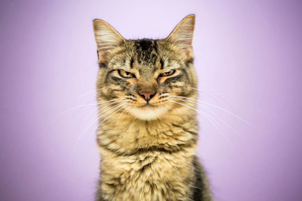 close up of an angry cat facial expression