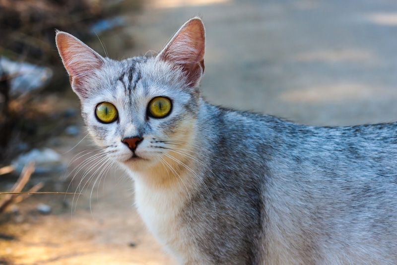 close up of an asian cat