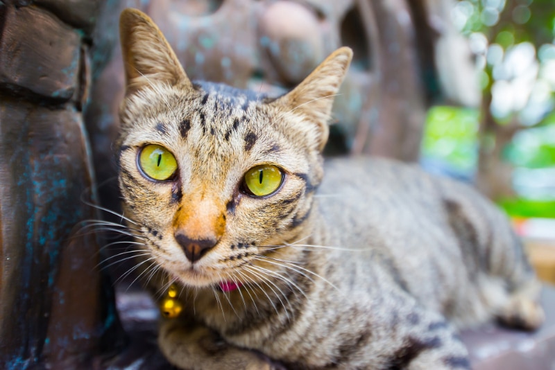 close up of asian cat breed