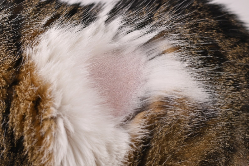 close up of bald spot on a cat