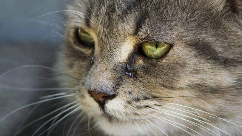 close up of cat with eye discharge