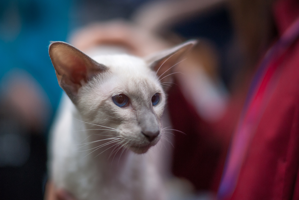 close up oriental longhair cat