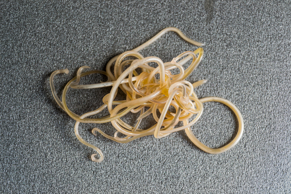 close up photo of toxocara cati or roundworms from a cat