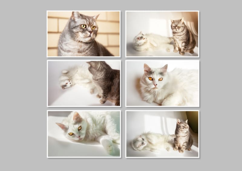 collage of cat pictures in frames