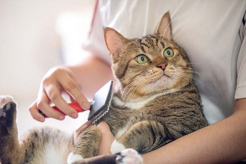 combing cat with brush