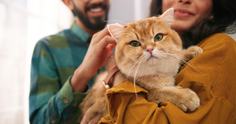 couple holding and petting the cat