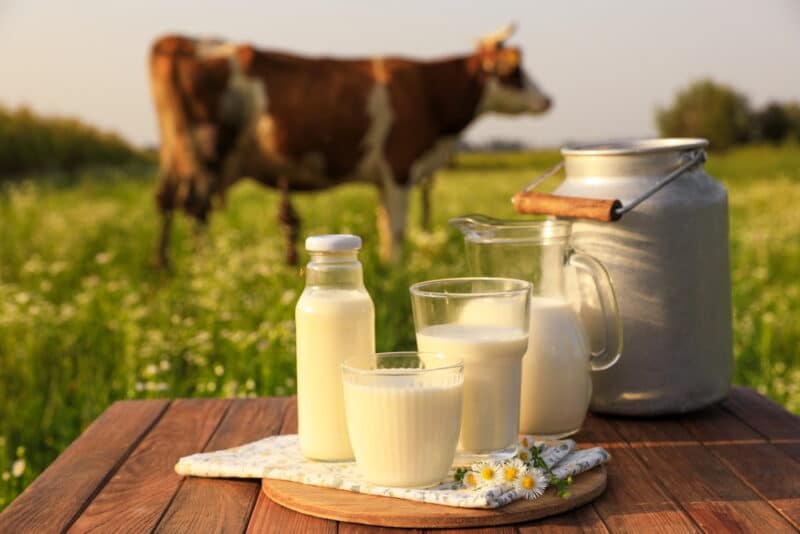 cows milk on wooden table