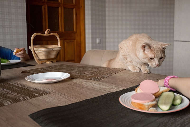 curious cat joins in the dinner table