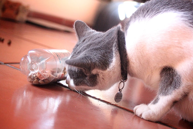 curious cat playing with the DIY food puzzle