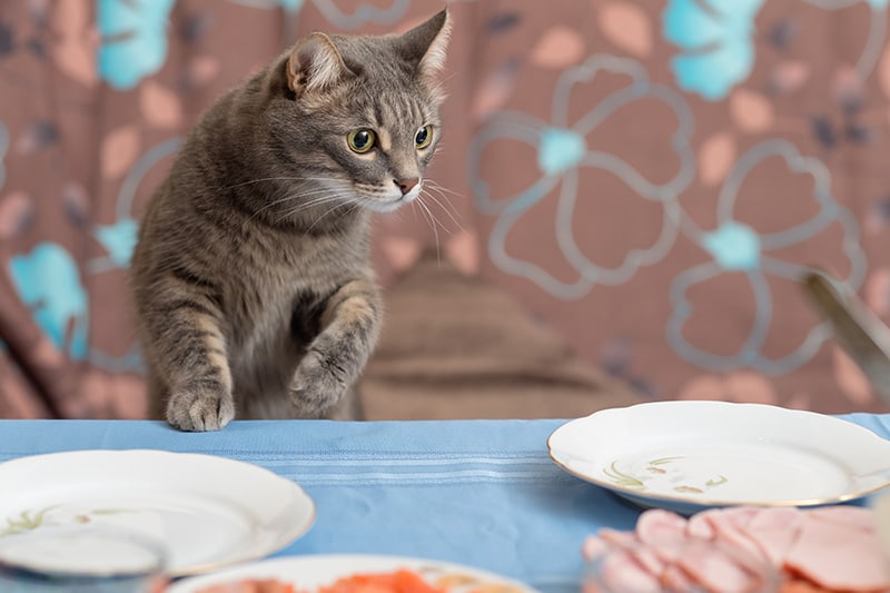 curious cat trying to get some food from the dining table