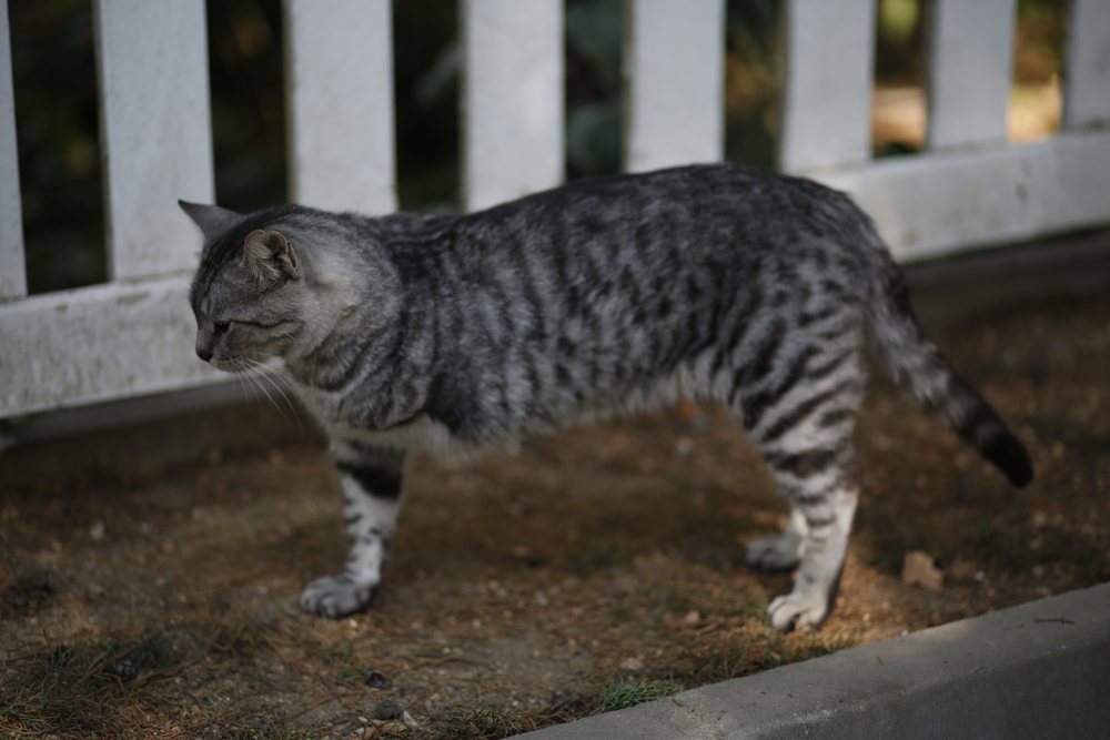 cute stray three legged cat