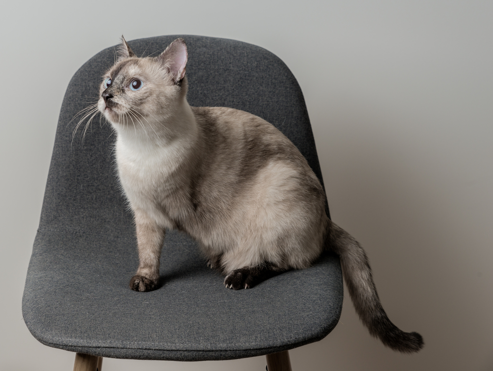 cute white three legged cat sitting in a chair