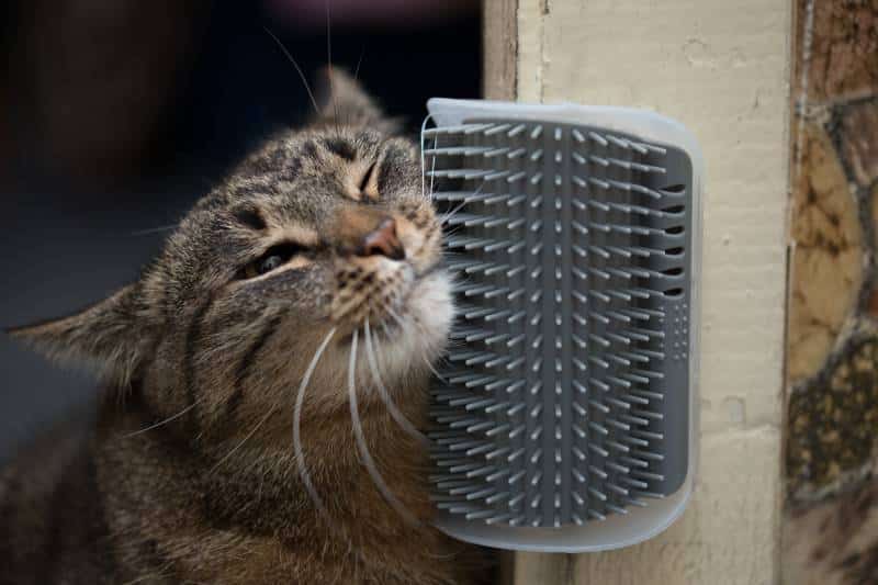 domestic tabby cat rubs her head against wall mounted plastic cat self grooming brush