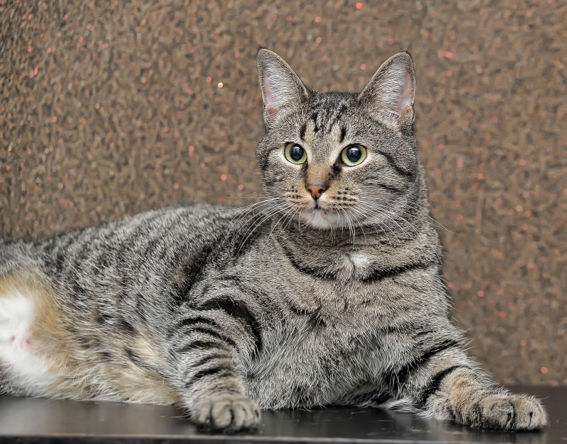 fat tabby cat lying on wooden surface