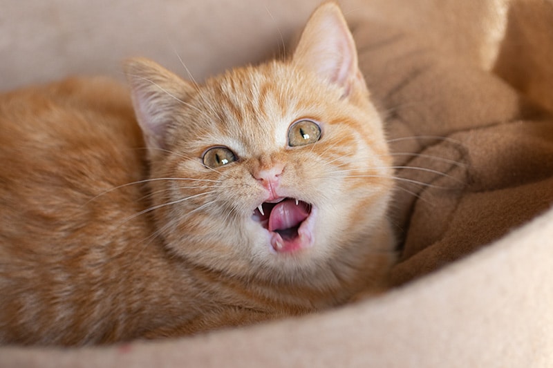 ginger kitten teething