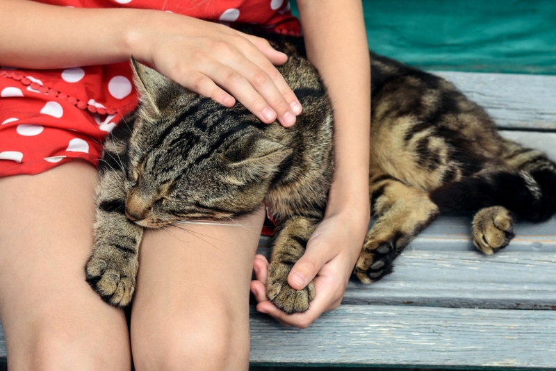 girl petting the tabby cat on wooden bench