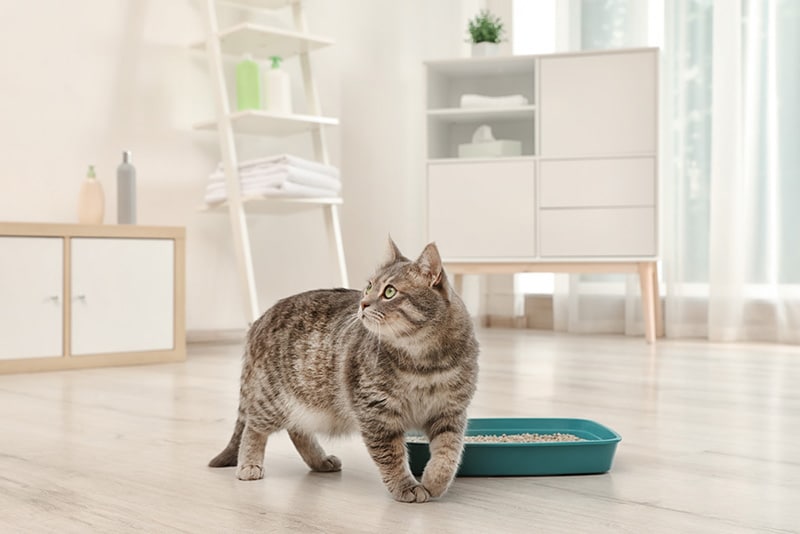 grey cat near litter box indoors