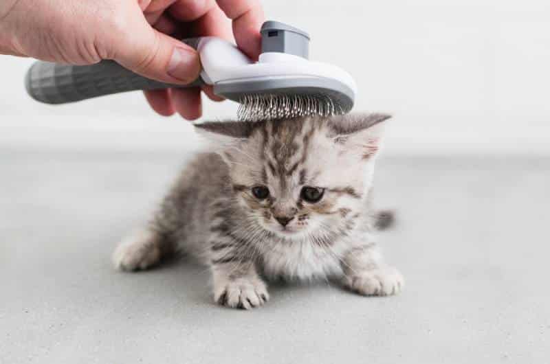 hand brushing a cute kitten