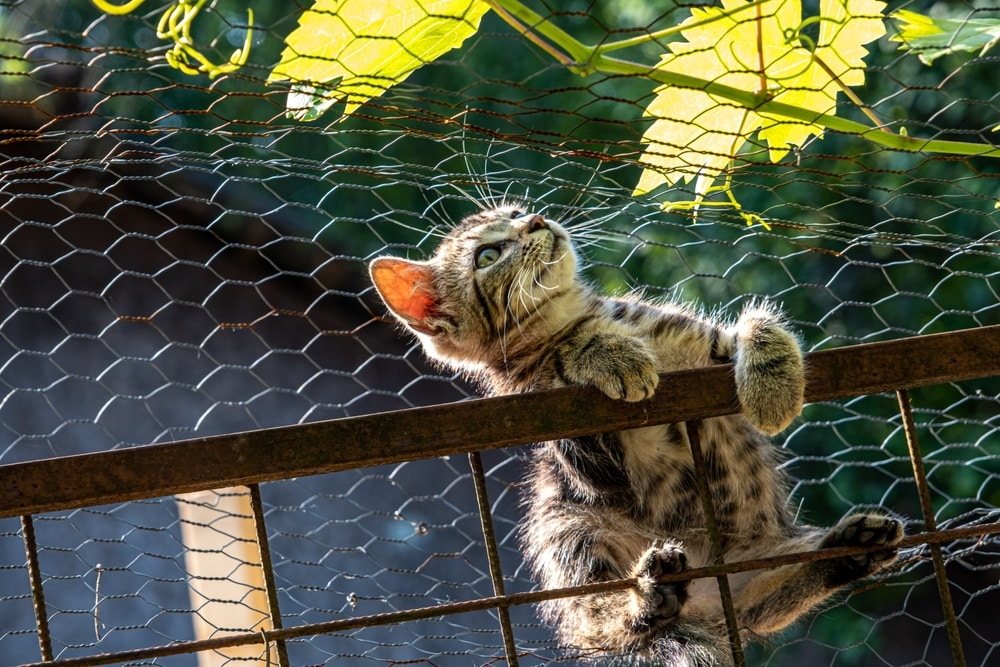 kitten on wire fence