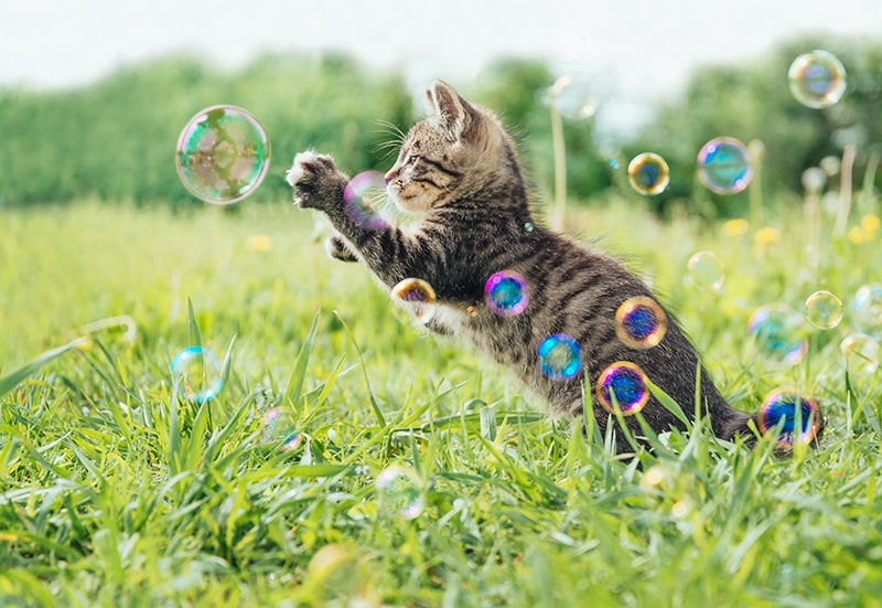 kitten playing with bubbles outdoor