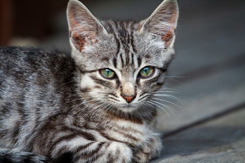 kitten with lump on skin