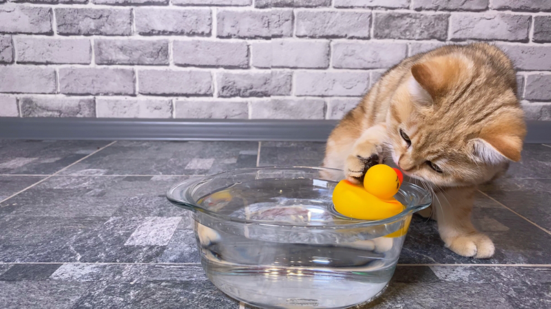 little red ginger striped kitten playing with duck toy