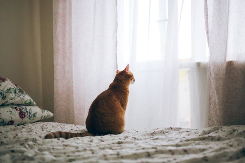 lonely cat sits alone on a bed at home and sadly looks at the window