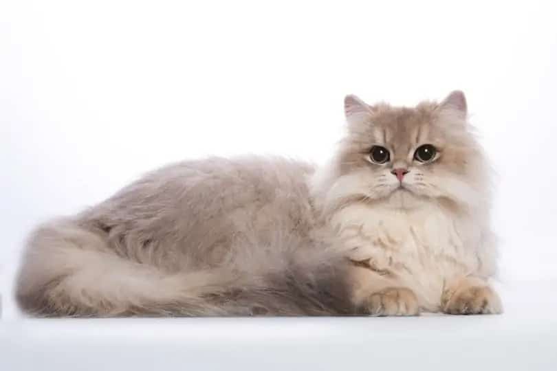 longhair cat golden blue chinchilia