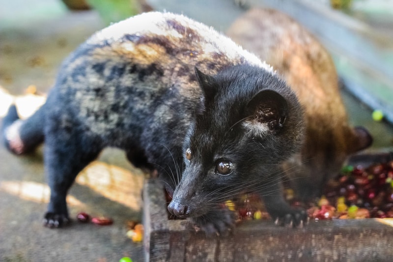 luwak eating coffee bean