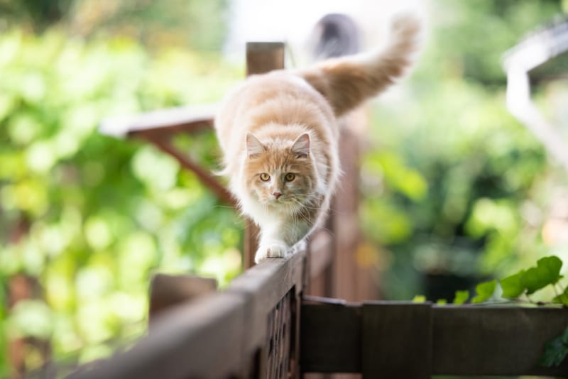 maine coon cat walking on the fence